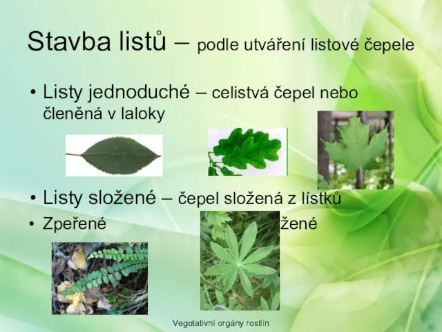 Stavba listů – podle utváření listové čepele Listy jednoduché – celistvá čepel