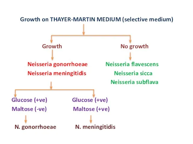 Growth on THAYER-MARTIN MEDIUM (selective medium) Growth No growth Neisseria gonorrhoeae Neisseria