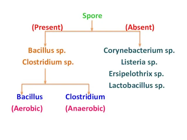 Spore (Present) (Absent) Bacillus sp. Corynebacterium sp. Clostridium sp. Listeria sp. Ersipelothrix