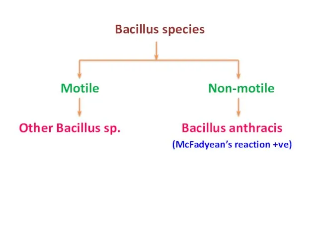 Bacillus species Motile Non-motile Other Bacillus sp. Bacillus anthracis (McFadyean’s reaction +ve)