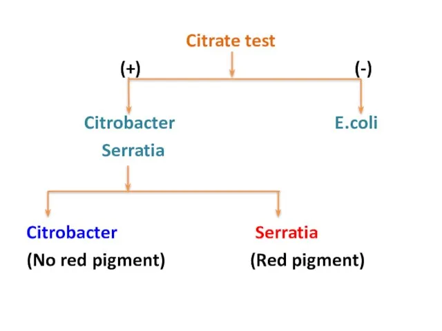 Citrate test (+) (-) Citrobacter E.coli Serratia Citrobacter Serratia (No red pigment) (Red pigment)