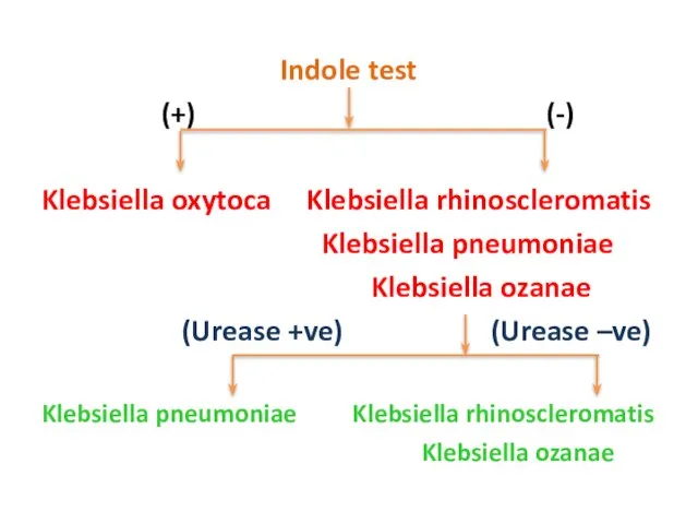 Indole test (+) (-) Klebsiella oxytoca Klebsiella rhinoscleromatis Klebsiella pneumoniae Klebsiella ozanae