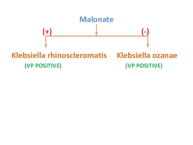 Malonate (+) (-) Klebsiella rhinoscleromatis Klebsiella ozanae (VP POSITIVE) (VP POSITIVE)