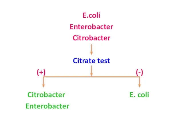 E.coli Enterobacter Citrobacter Citrate test (+) (-) Citrobacter E. coli Enterobacter