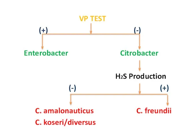 VP TEST (+) (-) Enterobacter Citrobacter H2S Production (-) (+) C. amalonauticus C. freundii C. koseri/diversus