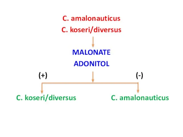 C. amalonauticus C. koseri/diversus MALONATE ADONITOL (+) (-) C. koseri/diversus C. amalonauticus