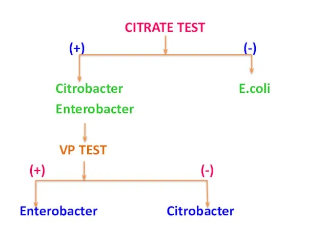 CITRATE TEST (+) (-) Citrobacter E.coli Enterobacter VP TEST (+) (-) Enterobacter Citrobacter