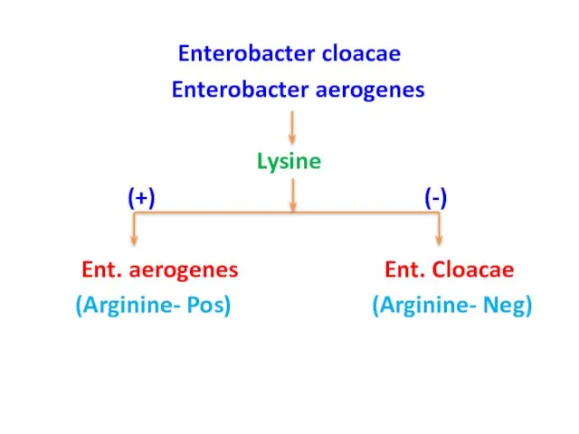 Enterobacter cloacae Enterobacter aerogenes Lysine (+) (-) Ent. aerogenes Ent. Cloacae (Arginine- Pos) (Arginine- Neg)