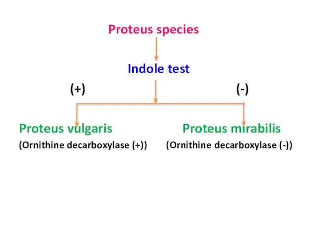 Proteus species Indole test (+) (-) Proteus vulgaris Proteus mirabilis (Ornithine decarboxylase (+)) (Ornithine decarboxylase (-))