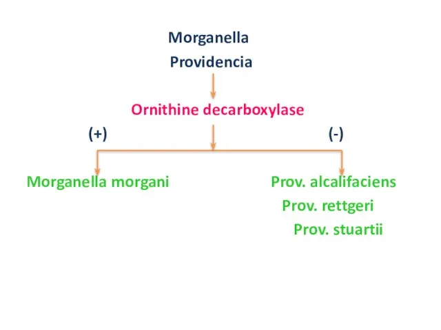 Morganella Providencia Ornithine decarboxylase (+) (-) Morganella morgani Prov. alcalifaciens Prov. rettgeri Prov. stuartii