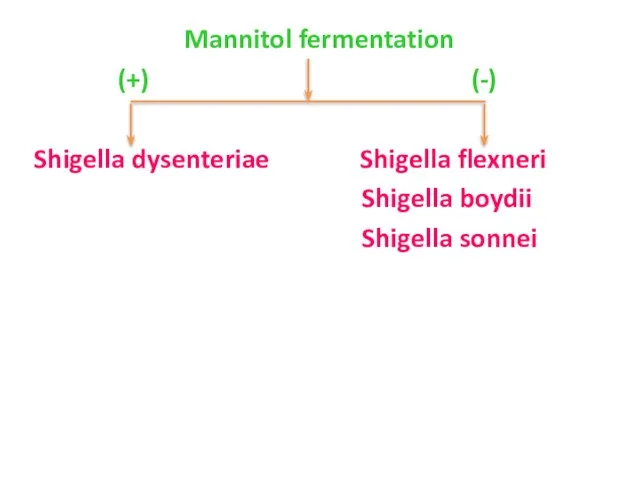 Mannitol fermentation (+) (-) Shigella dysenteriae Shigella flexneri Shigella boydii Shigella sonnei