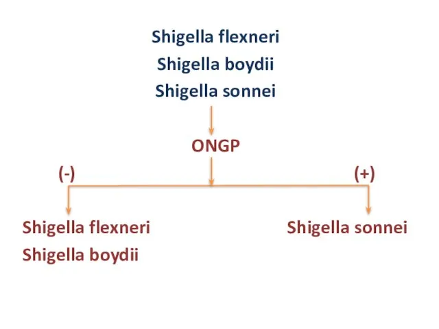 Shigella flexneri Shigella boydii Shigella sonnei ONGP (-) (+) Shigella flexneri Shigella sonnei Shigella boydii