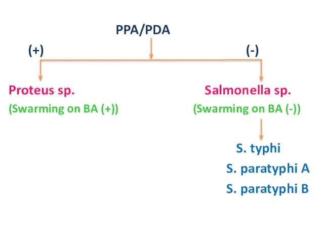 PPA/PDA (+) (-) Proteus sp. Salmonella sp. (Swarming on BA (+)) (Swarming