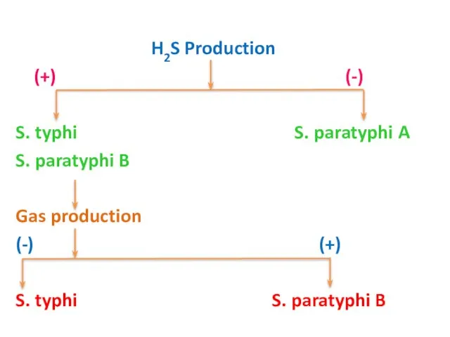 H2S Production (+) (-) S. typhi S. paratyphi A S. paratyphi B