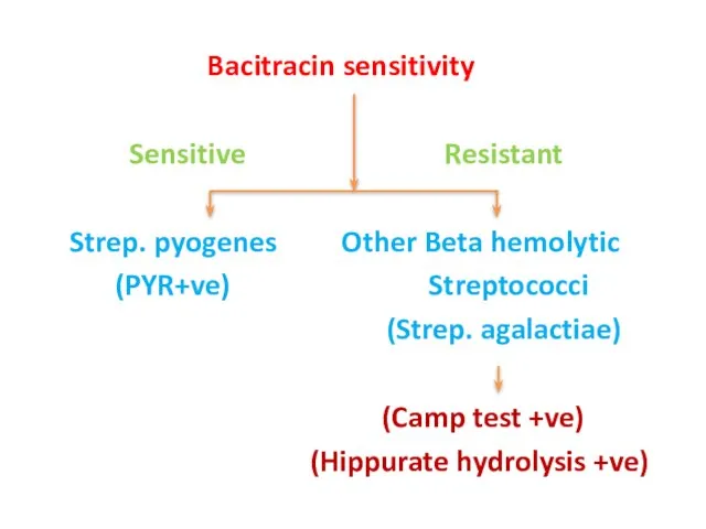 Bacitracin sensitivity Sensitive Resistant Strep. pyogenes Other Beta hemolytic (PYR+ve) Streptococci (Strep.