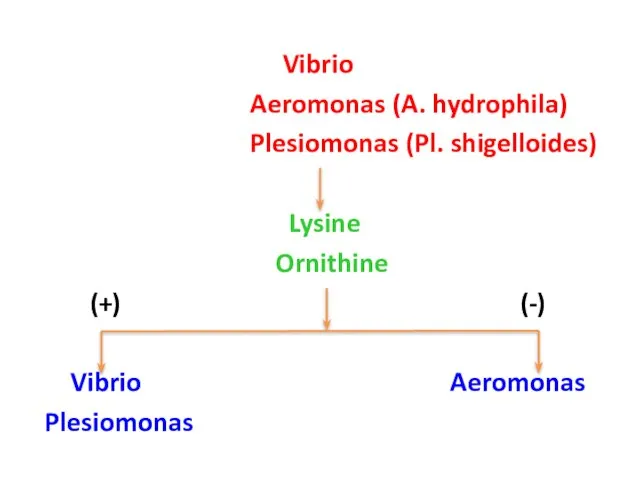 Vibrio Aeromonas (A. hydrophila) Plesiomonas (Pl. shigelloides) Lysine Ornithine (+) (-) Vibrio Aeromonas Plesiomonas