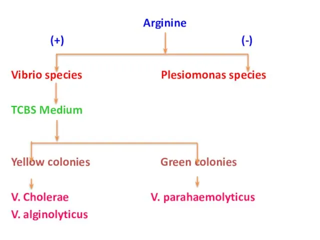 Arginine (+) (-) Vibrio species Plesiomonas species TCBS Medium Yellow colonies Green