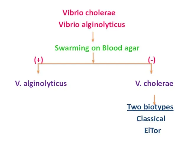 Vibrio cholerae Vibrio alginolyticus Swarming on Blood agar (+) (-) V. alginolyticus