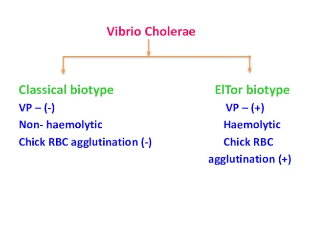 Vibrio Cholerae Classical biotype ElTor biotype VP – (-) VP – (+)