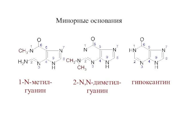 Минорные основания 1-N-метил- гуанин 2-N,N-диметил- гуанин гипоксантин