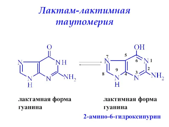 Лактам-лактимная таутомерия лактамная форма гуанина лактимная форма гуанина 1 2 3 4