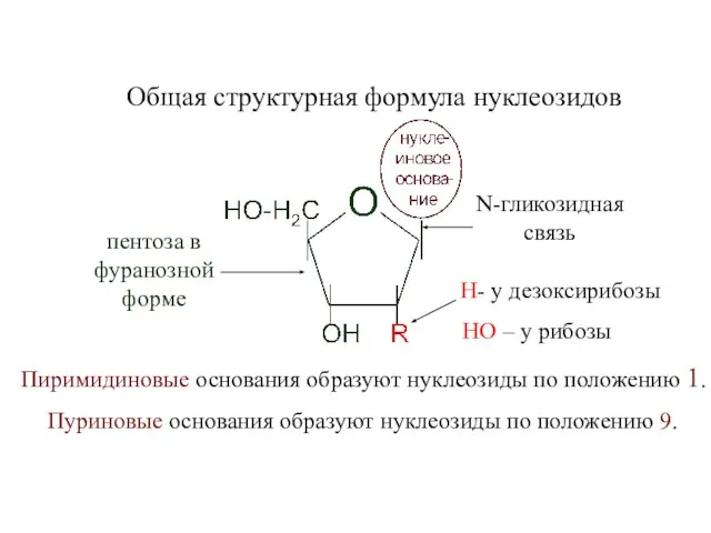 Общая структурная формула нуклеозидов пентоза в фуранозной форме N-гликозидная связь Н- у