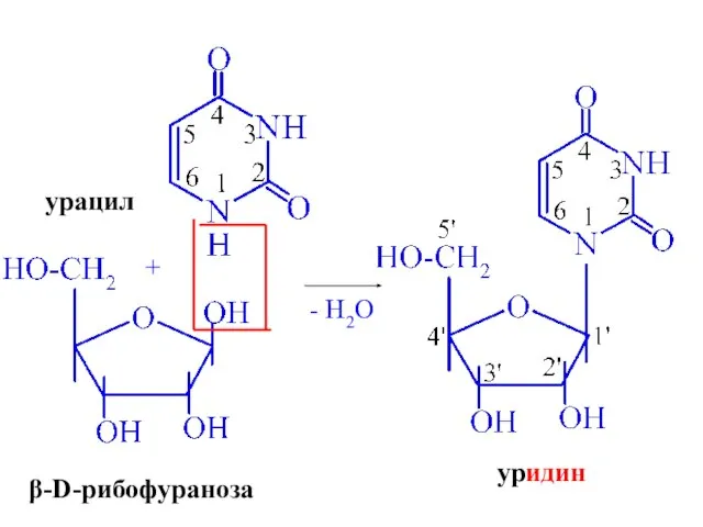 урацил + β-D-рибофураноза - H2O уридин