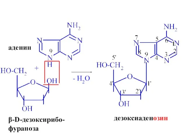 + аденин β-D-дезоксирибо- фураноза - H2O дезоксиаденозин