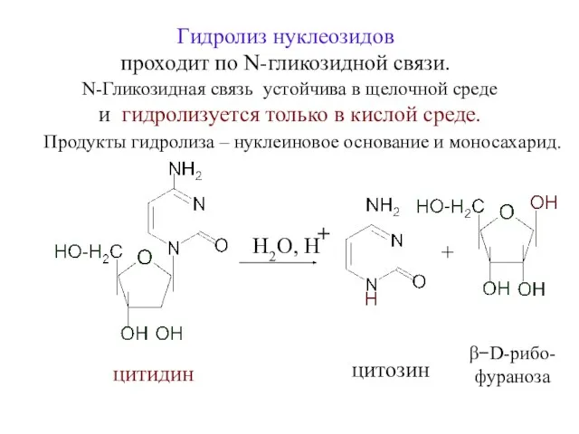 Гидролиз нуклеозидов проходит по N-гликозидной связи. N-Гликозидная связь устойчива в щелочной среде