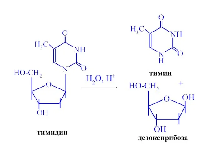 тимидин H2O, H+ тимин дезоксирибоза +