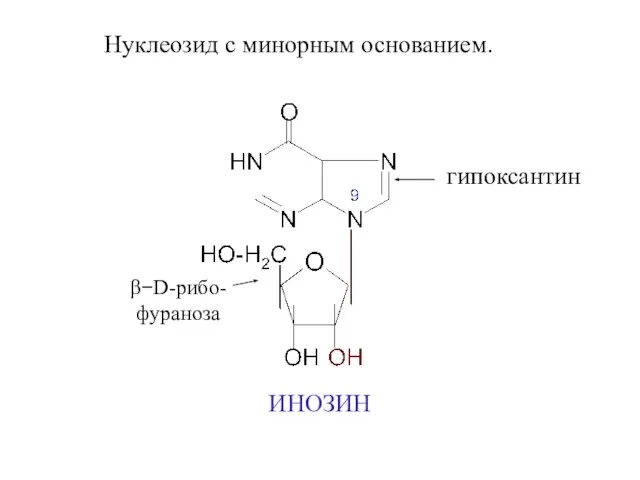 Нуклеозид с минорным основанием. β−D-рибо- фураноза гипоксантин ИНОЗИН