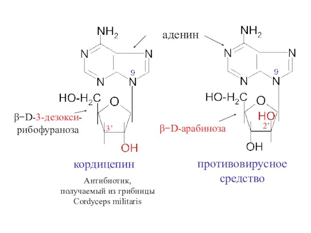 β−D-3-дезокси- рибофураноза β−D-арабиноза кордицепин Антибиотик, получаемый из грибницы Cordyceps militaris противовирусное средство аденин 3’ 2’