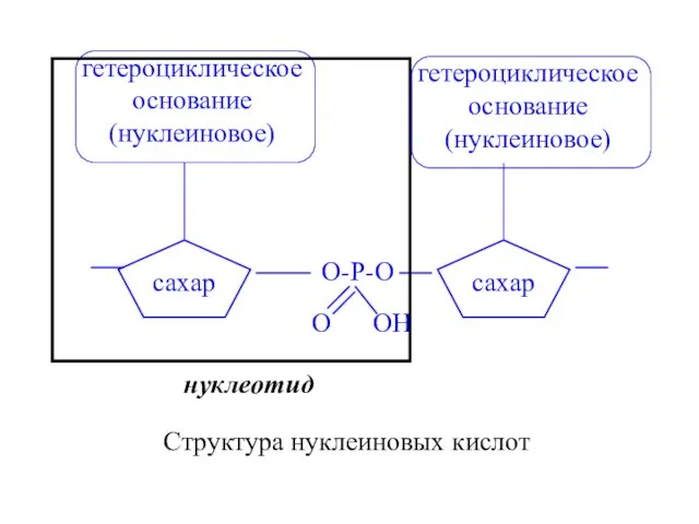 Структура нуклеиновых кислот нуклеотид