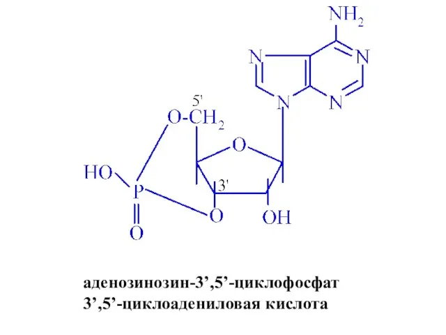 аденозинозин-3’,5’-циклофосфат 3’,5’-циклоадениловая кислота