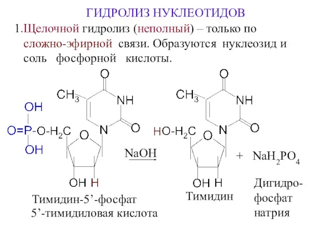 ГИДРОЛИЗ НУКЛЕОТИДОВ 1.Щелочной гидролиз (неполный) – только по сложно-эфирной связи. Образуются нуклеозид