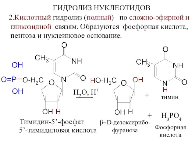 ГИДРОЛИЗ НУКЛЕОТИДОВ 2.Кислотный гидролиз (полный)– по сложно-эфирной и гликозидной связям. Образуются фосфорная