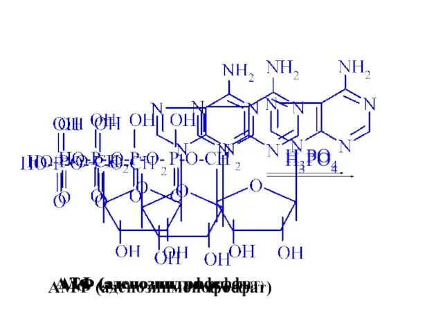 H3PO4 АМФ (аденозинмонофосфат) АДФ (аденозиндифосфат) H3PO4 АТФ (аденозинтрифосфат)