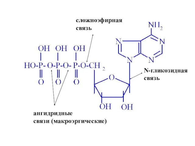 N-гликозидная связь сложноэфирная связь ангидридные связи (макроэргические)