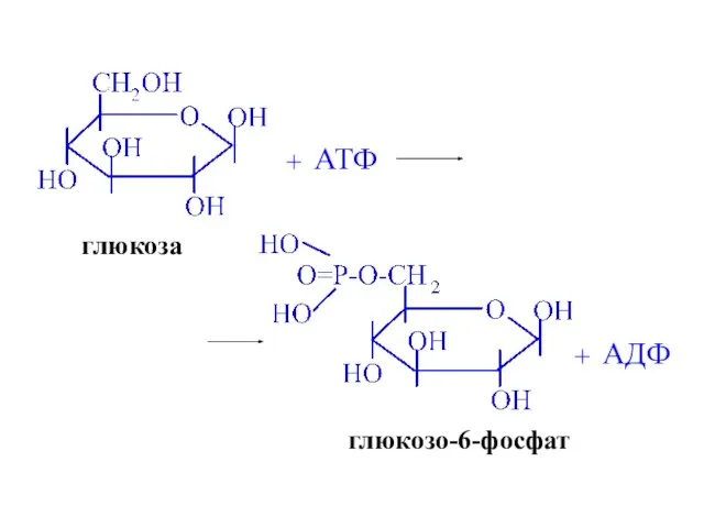 глюкоза + АТФ глюкозо-6-фосфат + АДФ