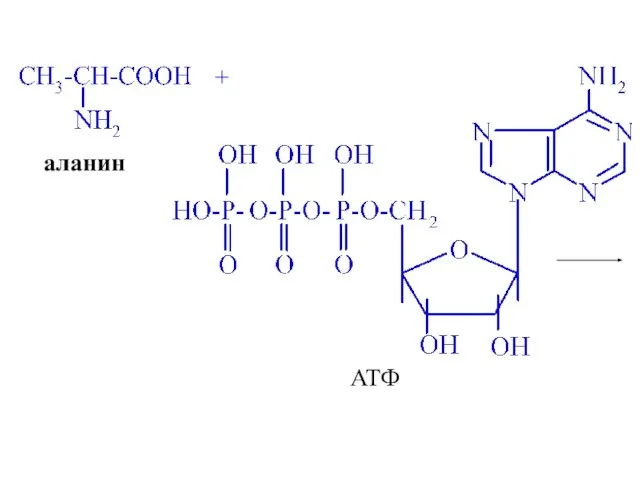 + аланин АТФ
