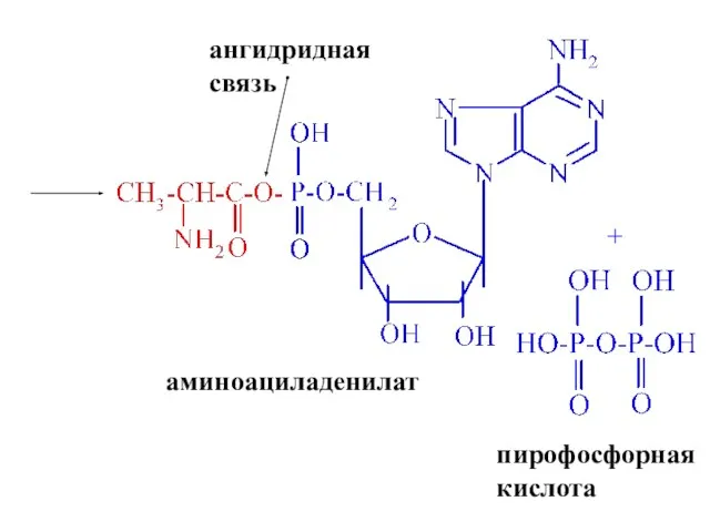 + пирофосфорная кислота аминоациладенилат ангидридная связь