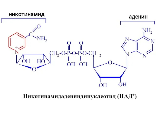 Никотинамидадениндинуклеотид (НАД+)