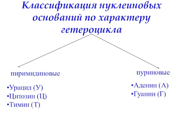 Классификация нуклеиновых оснований по характеру гетероцикла пиримидиновые Урацил (У) Цитозин (Ц) Тимин