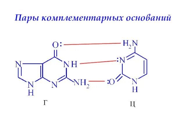 Пары комплементарных оснований Г Ц