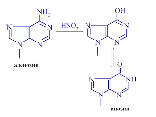 HNO2 аденозин инозин