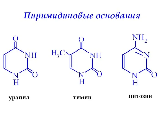 урацил тимин цитозин Пиримидиновые основания