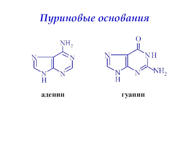 аденин гуанин Пуриновые основания