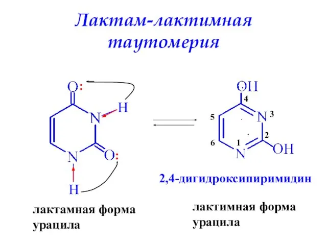 Лактам-лактимная таутомерия H H : : лактамная форма урацила лактимная форма урацила