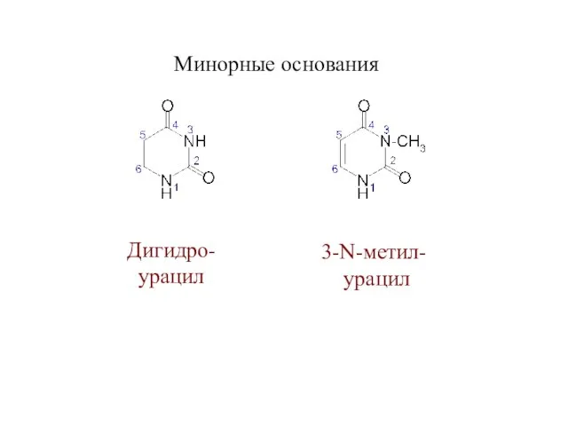 Минорные основания Дигидро- урацил 3-N-метил- урацил