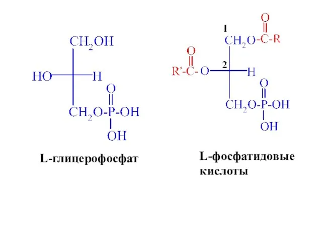 L-глицерофосфат L-фосфатидовые кислоты